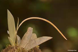 Image result for Bulbophyllum schimperianum