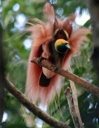 Raggiana Bird Of Paradise Papua New Guinea Pin On Fine Feathered Friends