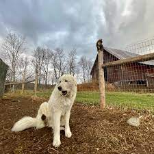 My only excuse is that it has been crazy busy on a number of fronts. Gold Shaw Farm Pablo Barn Cat And Toby Dog Hanging Out In The Farm Yard Facebook