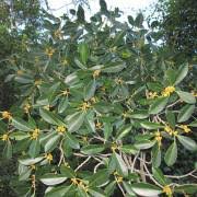 Image result for Ficus laurifolia