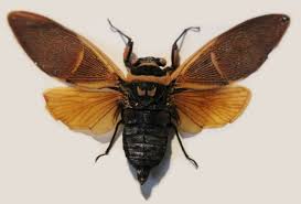 Image result for Eulalia polyneura