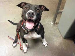 American Pitbull Terrier Black And White Www Petharbor Com Animal Search Adoptable American Pitbull Terrier Animal Shelter Pitbull Terrier