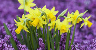 Looking For Life Love Laughter Daffodil Flower Daffodils Beautiful Flowers