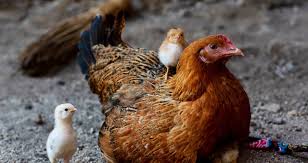 La primera infección humana por la gripe aviar h5n1 (véase tipos y cepas de la gripe) se produjo en hong kong en 1997 y posteriormente se propagó a. Alemanha Confirma Caso De Gripe Aviaria H5n8 Em Criacao De Frangos Money Times