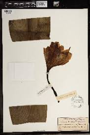 Image result for Crinum subcernuum