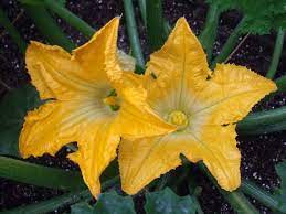 Check spelling or type a new query. Mangia Mangia Zucchini Flowers Italian Style Zucchini Flowers Zucchini Blossoms Squash Flowers