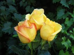 Image result for images of rose hd yellow