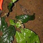 Image result for Thomandersia hensii