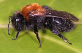 Image result for Maerua andradae