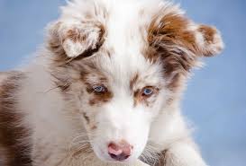 If you want to breed border collies, make sure. Border Collie Colors The Real Ones As Per Akc Pawleaks