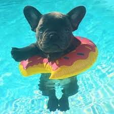 You Re My Dream Guy French Bulldog Cute Baby Animals Cute Animals French Bulldog Puppies