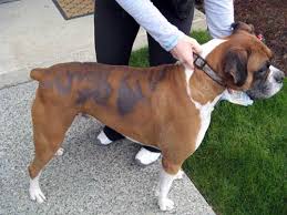 Scar tissue rarely develops hair follicles. 13 Simple Dog Hair Loss Home Remedies Prevent Balding