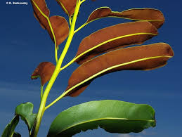 Image result for Acrostichum aureum