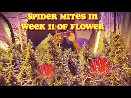 Check spelling or type a new query. Video Spider Mites On Buds