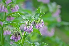 Just brew a weak tea with used tea bags and substitute water with it. How To Make Comfrey Fertilizer Simplify Gardening
