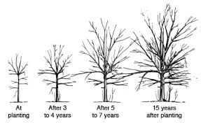 A system of pruning used primarily on fruit trees. Training Young Shade And Ornamental Trees Oklahoma State University