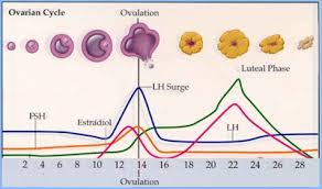 Pre Post Ovulation In Your Menstrual Cycle Understanding