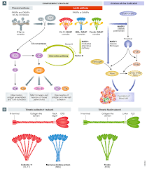 Image result for Complement Pathway