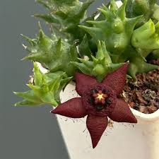 Image result for Orbea carnosa