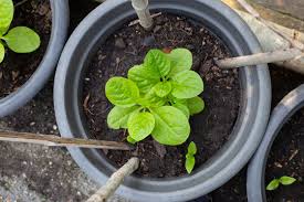 Image result for Basellaceae