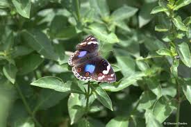 Image result for Justicia petiolaris