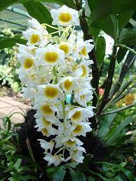 How To Take Care Of Dendrobium Orchids Dendrobium Orchids Orchid Plants Beautiful Orchids