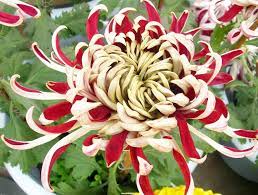 Pin On Flowers Flowers Flowers
