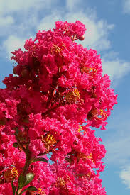 Maybe you would like to learn more about one of these? Lagerstroemia Tuscarora Crepe Myrtle Hello Hello Plants Garden Supplies