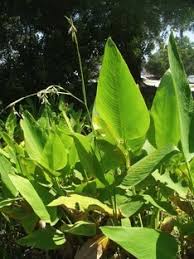 Image result for Thalia geniculata