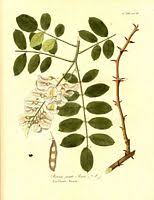 We did not find results for: Le Robinier Faux Acacia Robinia Pseudoacacia