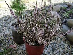 Правила ухода за вереском в горшке. Posadka I Uhod Za Vereskom V Sadu