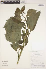 Image result for Helichrysum longiramum