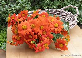 Image result for Tithonia