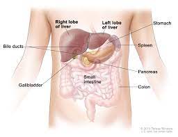 The excess sits in the hepatic and cystic ducts, which are connected to the gallbladder. Pin On Medical Illustration