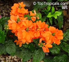 Crossandra 'orange', also known as firecracker flower, is a compact, bushy shrub that displays glossy green foliage and large clusters of frilly, orange flowers. Crossandra Infundibuliformis Crossandra Undulifolia Orange Tropic Flame Toptropicals Com