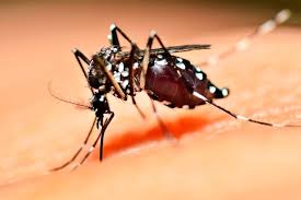 Nyamuk aedes aegypti menyebarkan dalam jarak yang agak pendek dan perjalanan tidak melebihi 500 meter buat sepanjang hayatnya. Kitaran Hidup Nyamuk Denggi Lembu 2021