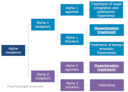 Alpha Receptors Cme At Pharmacology Corner