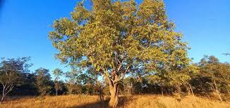 Image result for Diplorhynchus