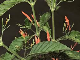 Image result for Acanthaceae
