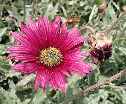 Image result for Arctotis