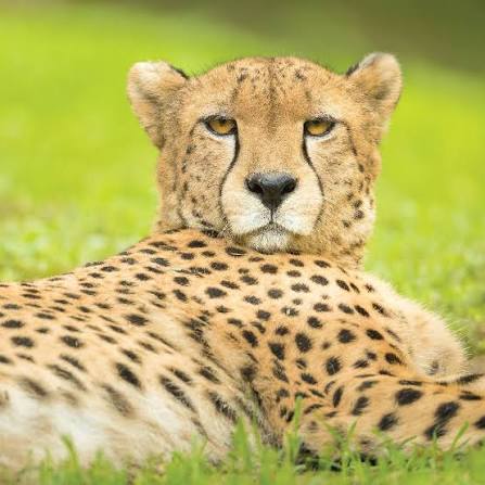 Cheetah