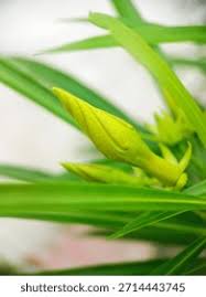 Image result for Cascabela