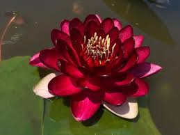 Image result for Nymphaea divaricata