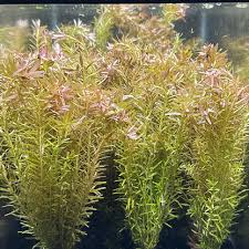 Image result for Rotala filiformis