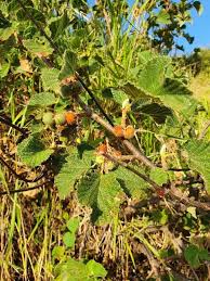 Image result for Grewia holtzii