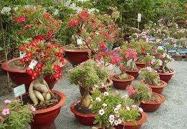 Karena bunga kamboja jepang (adenium) termasuk salah satu bunga yang sangat mahal. Cara Membentuk Bunga Adenium Seperti Bonsai Tanamanku Net