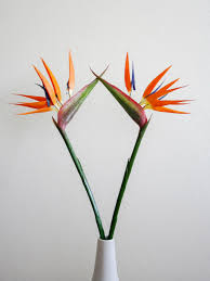 Orange Bird Of Paradise In Pot Bird Of Paradise Care 101 Because The Fiddle Leaf Fig Is So Last Year Birds Of Paradise Plant Fiddle Leaf Fig Paradise Plant