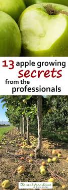 They're upright dwarf fruit trees that will grow up to 15 feet tall. 26 Fruit Bearing Trees Ideas Fruit Trees Fruit Bearing Trees Growing Fruit