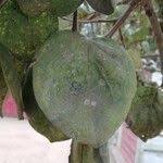 Image result for Strychnos pungens