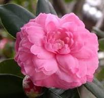 Amazon.com: Organic Camellia Seed Oil | Imported From Japan | 8oz Bottle |  100% Pure | 100% Organic | For Hair & Skin Use | Japanese Beauty Oil | ...